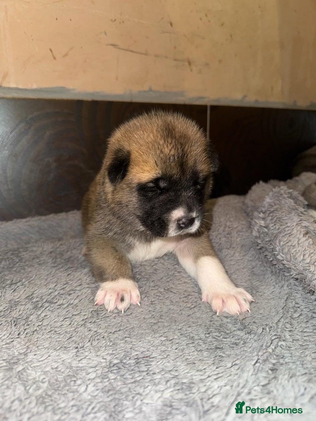 Akita dogs for sale:  Pure Bear-faced American Akita puppies - Image 15