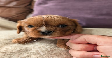 Cavalier King Charles Spaniel dogs - Advert 9