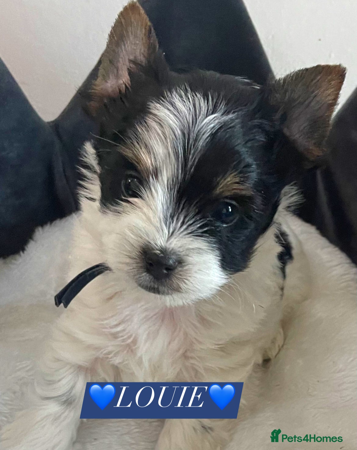 Yorkshire Terrier Puppy 1