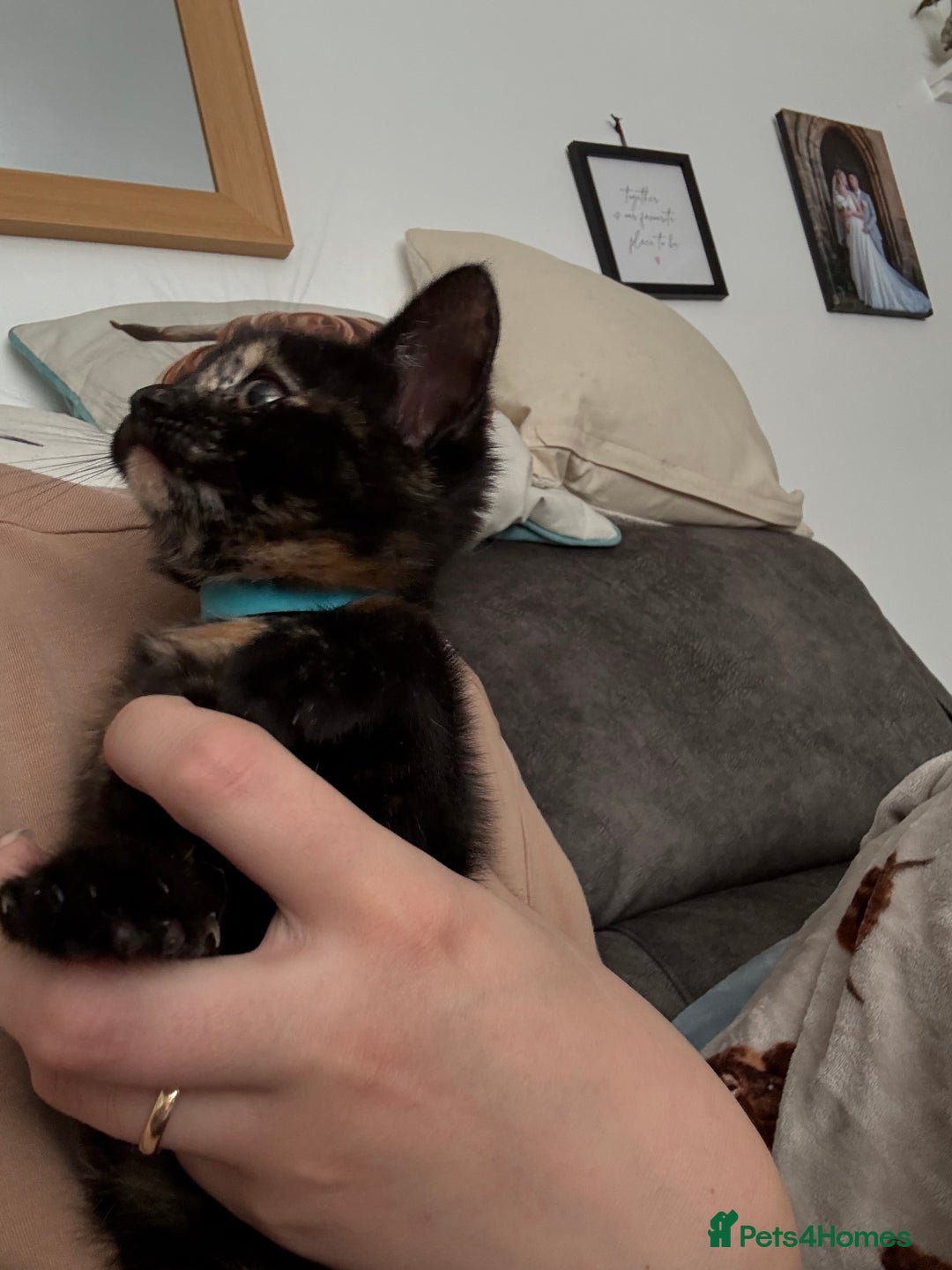 Mixed Breed cats for sale: 3 stunning kittens  - Image 8
