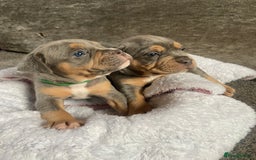 Dorset Olde Tyme Bulldogge dogs for sale: N.E.B.B.R fluffy carriers olde tyme bulldogs - Image 22