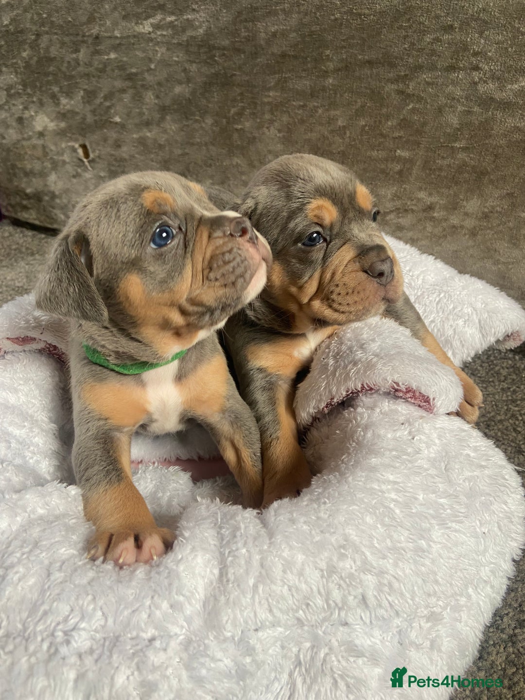 Dorset Olde Tyme Bulldogge dogs for sale: N.E.B.B.R fluffy carriers olde tyme bulldogs - Image 22