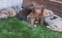 Jackapoo dogs for sale: 🐶 Rare-Coloured Jackapoo Puppies  - Image 2