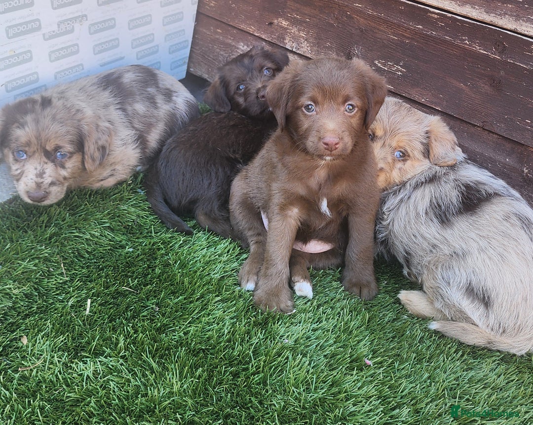 Jackapoo dogs for sale: 🐶 Rare-Coloured Jackapoo Puppies  - Image 2