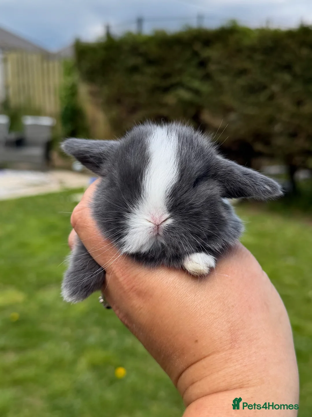 Mini Lop rabbits for sale: Mini Lops - Advert 1