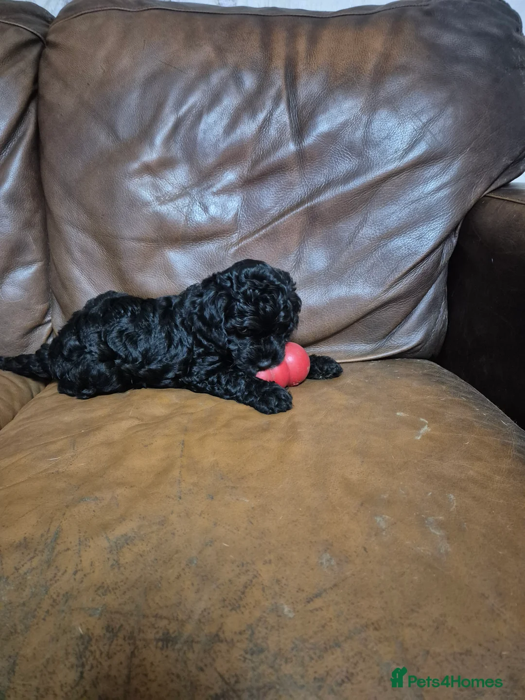 Cockapoo dogs for sale: Cockerpoo / cockapoo - Advert 17