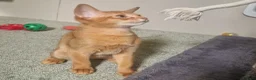 Abyssinian cats for sale: Gorgeous Abyssinian Kittens Ready Now - Advert 4