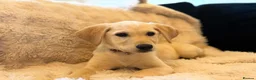 Goldador dogs for sale:  Gorgeous  Goldador Puppy Looking for Her new Home in Bolton - Advert 4