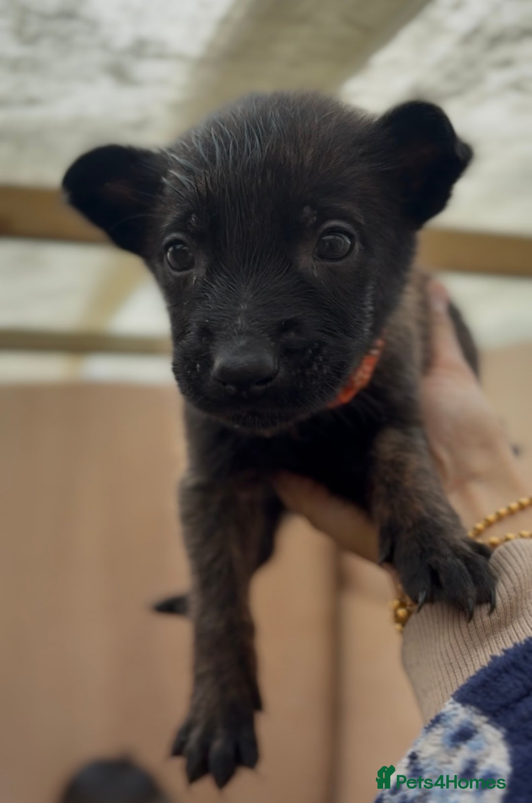 Mixed Breed dogs for sale: Dutch Malinois Puppies- Ready 13/12/2025 - Advert 12