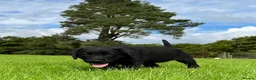 Labrador Retriever dogs for sale: One Fab well bred wee boy available (Vigilance) - Advert 5