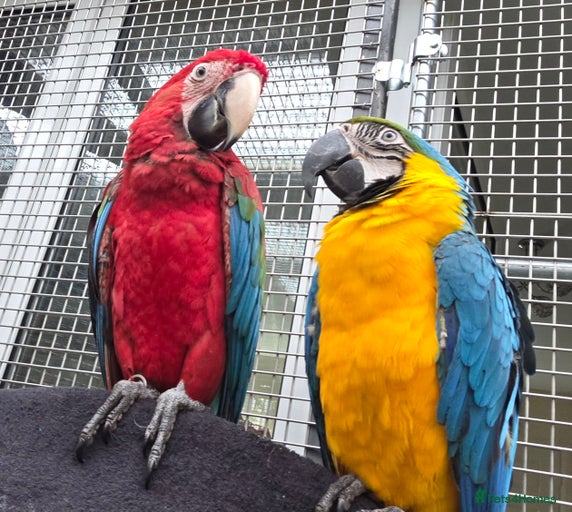 Gallery Image {{count}}