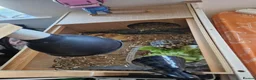 Tortoise reptiles for sale: Hermanns Tortoise  in Canterbury - Advert 10