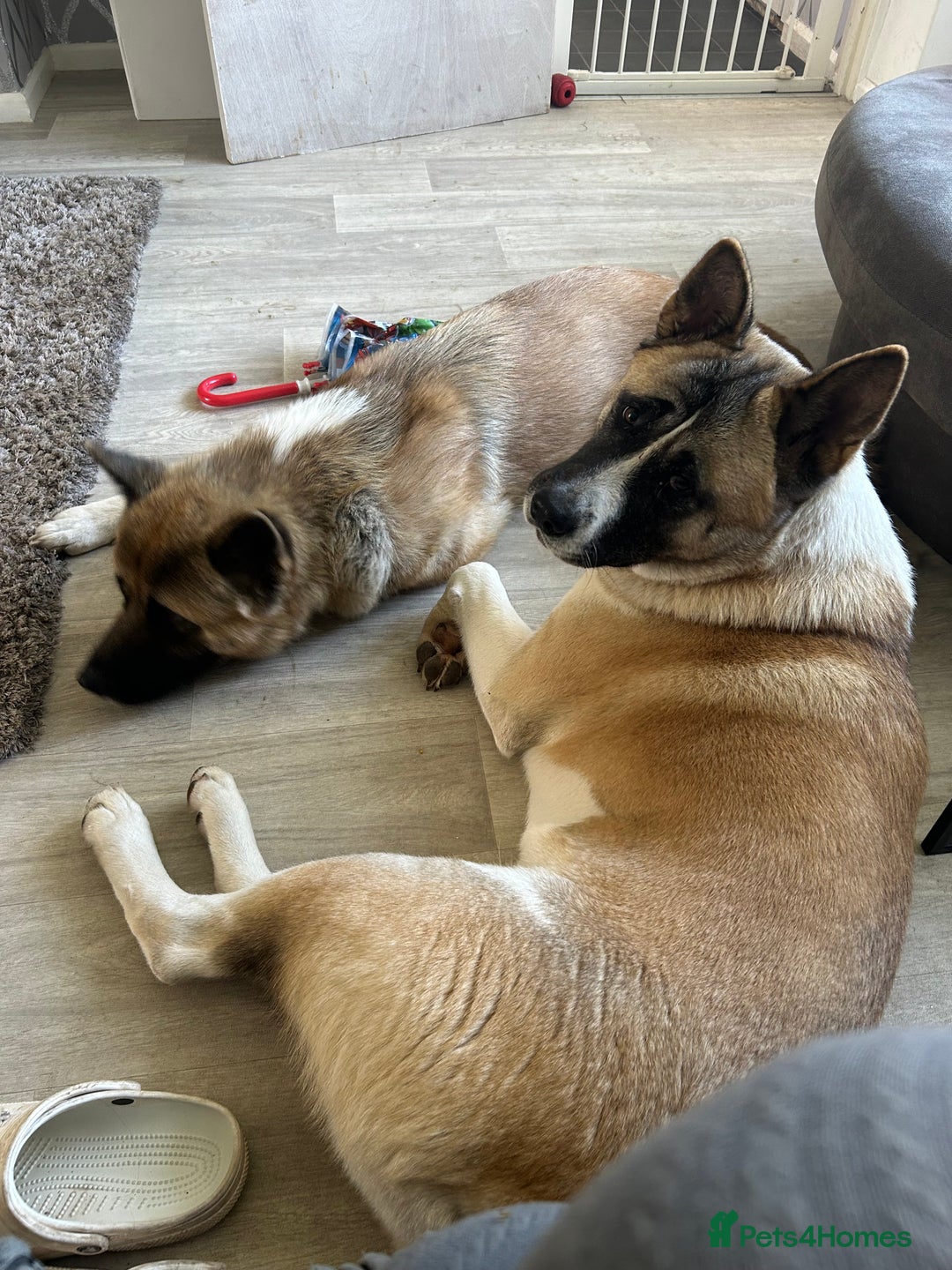 Akita dogs for sale: 2 American Akitas  - Image 1