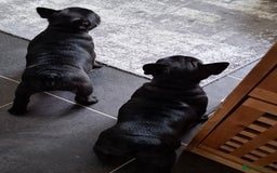 French Bulldog dogs for sale: Two puppies French Bulldogs looking for new home! - Image 5