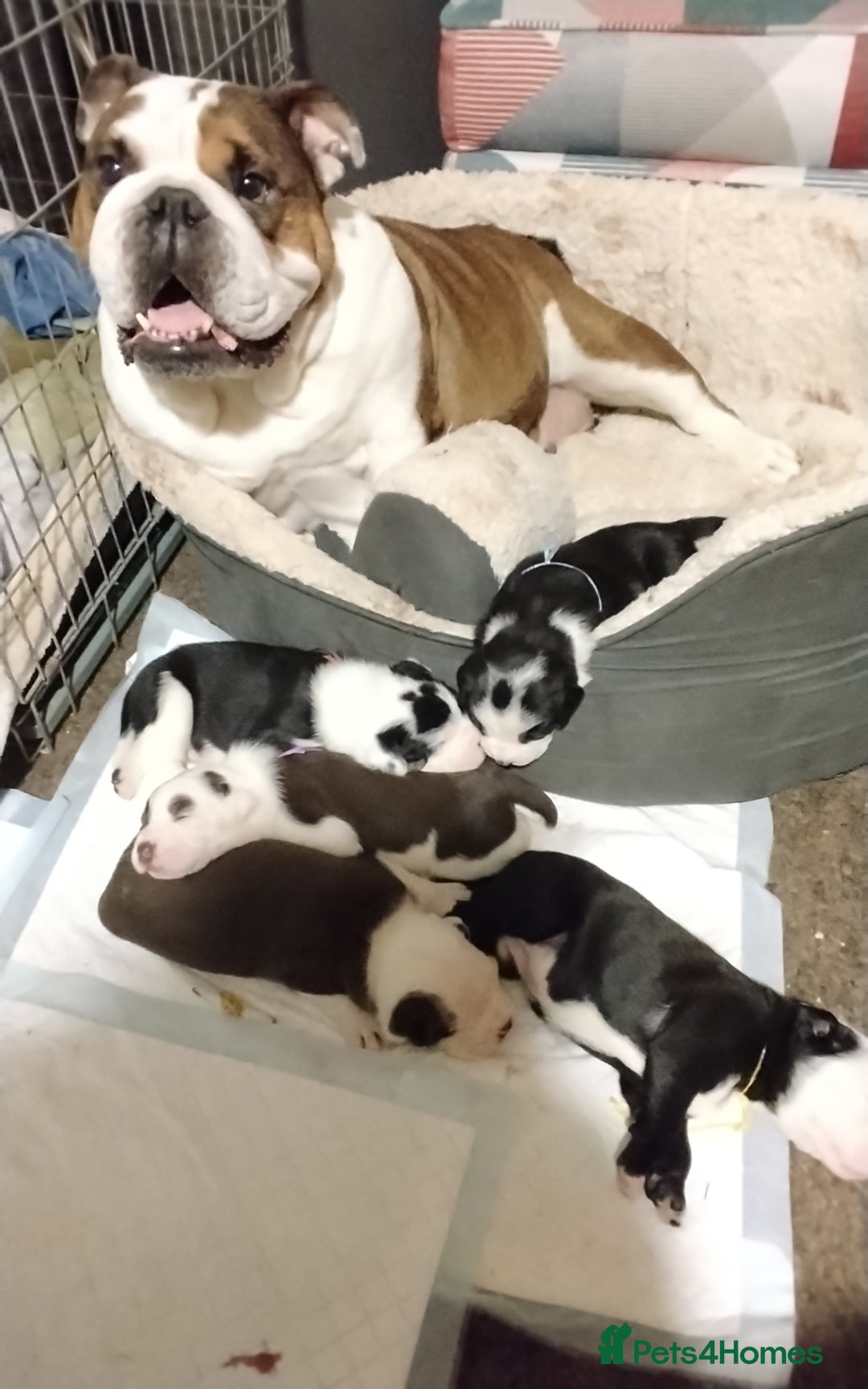 Mixed Breed dogs for sale: English Bulldog  - Advert 10