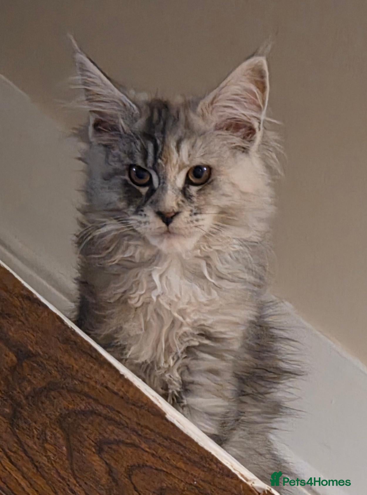 Maine Coon cats Beautiful Mainecoons  - Advert 6