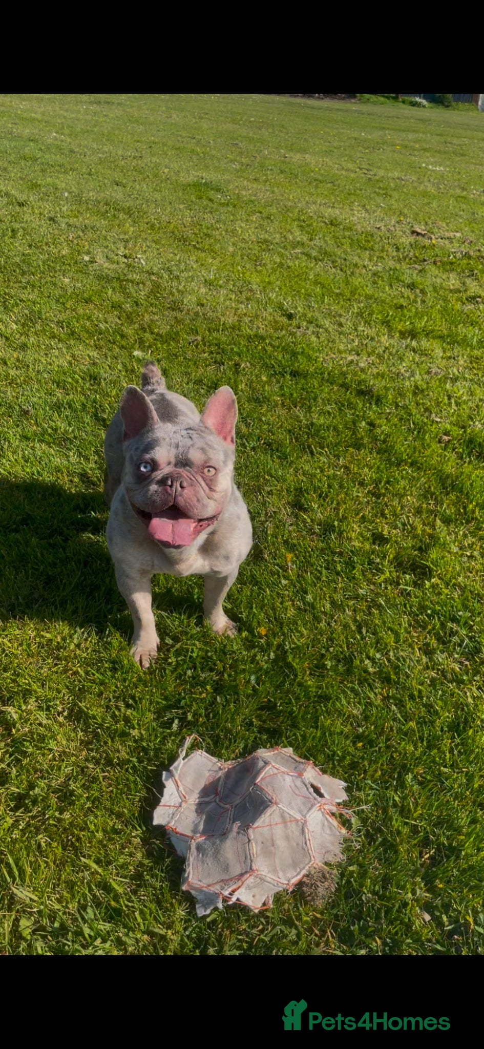 Mixed Breed dogs Adorable frenchie x bully  pups - Advert 2