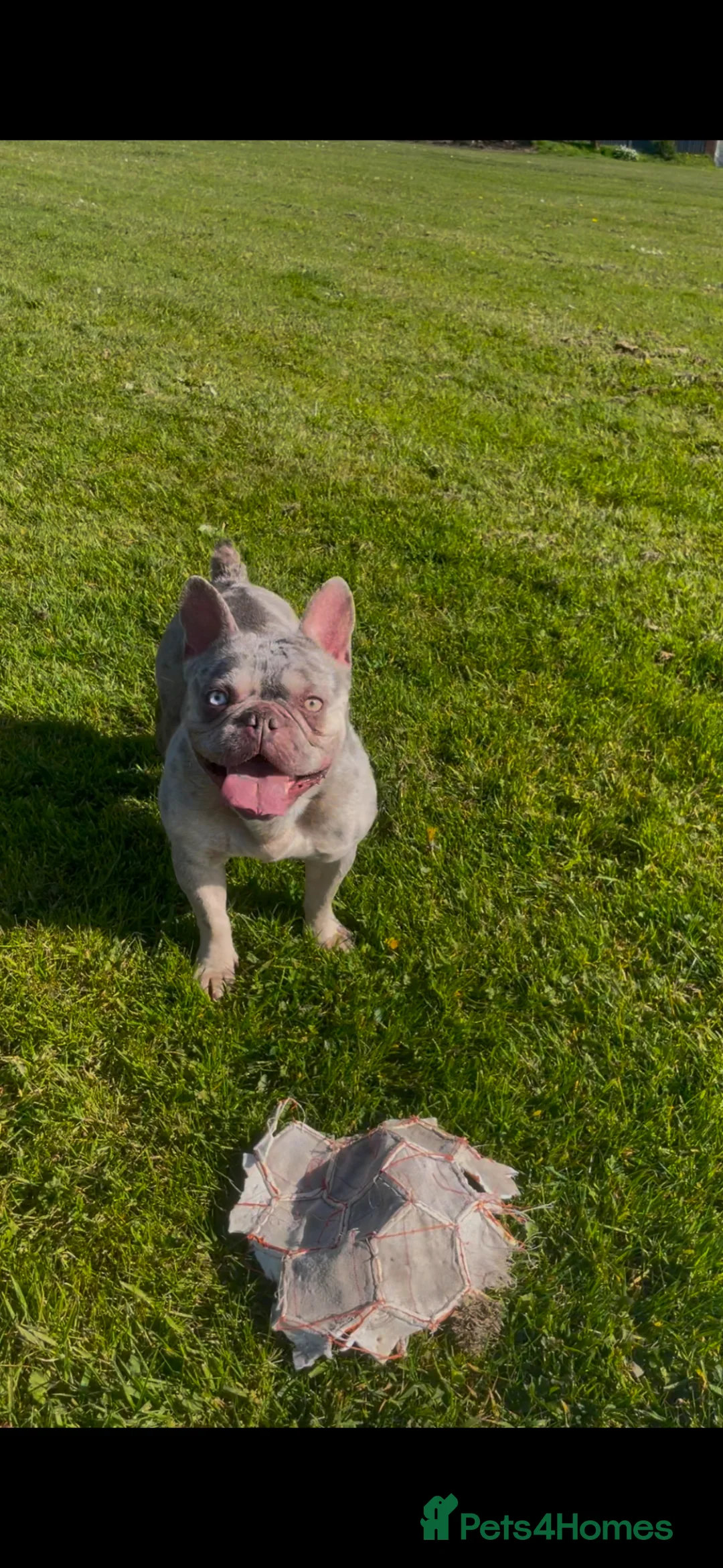Mixed Breed dogs for sale: Adorable frenchie x bully  pups - Advert 1