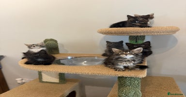 Siberian cats - Advert 1