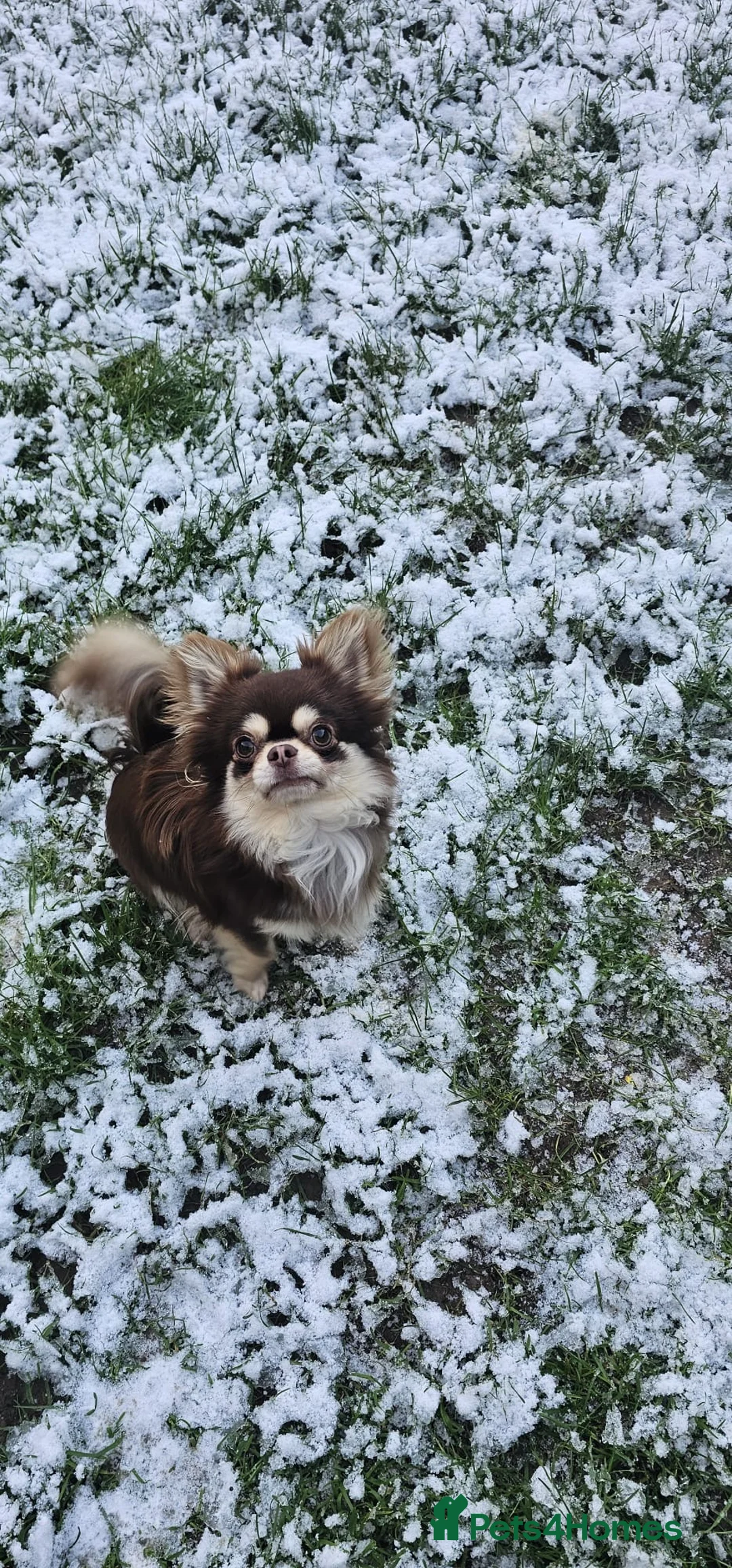 Chihuahua dogs for stud: Cosmo the choc & cream proven stud - Advert 10