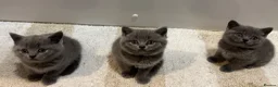 British Shorthair cats for sale: Chunky British shorthair kittens & 1 long haired  - Advert 9