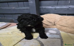 Shihpoo dogs for sale: Toy poodle x  - Image 1
