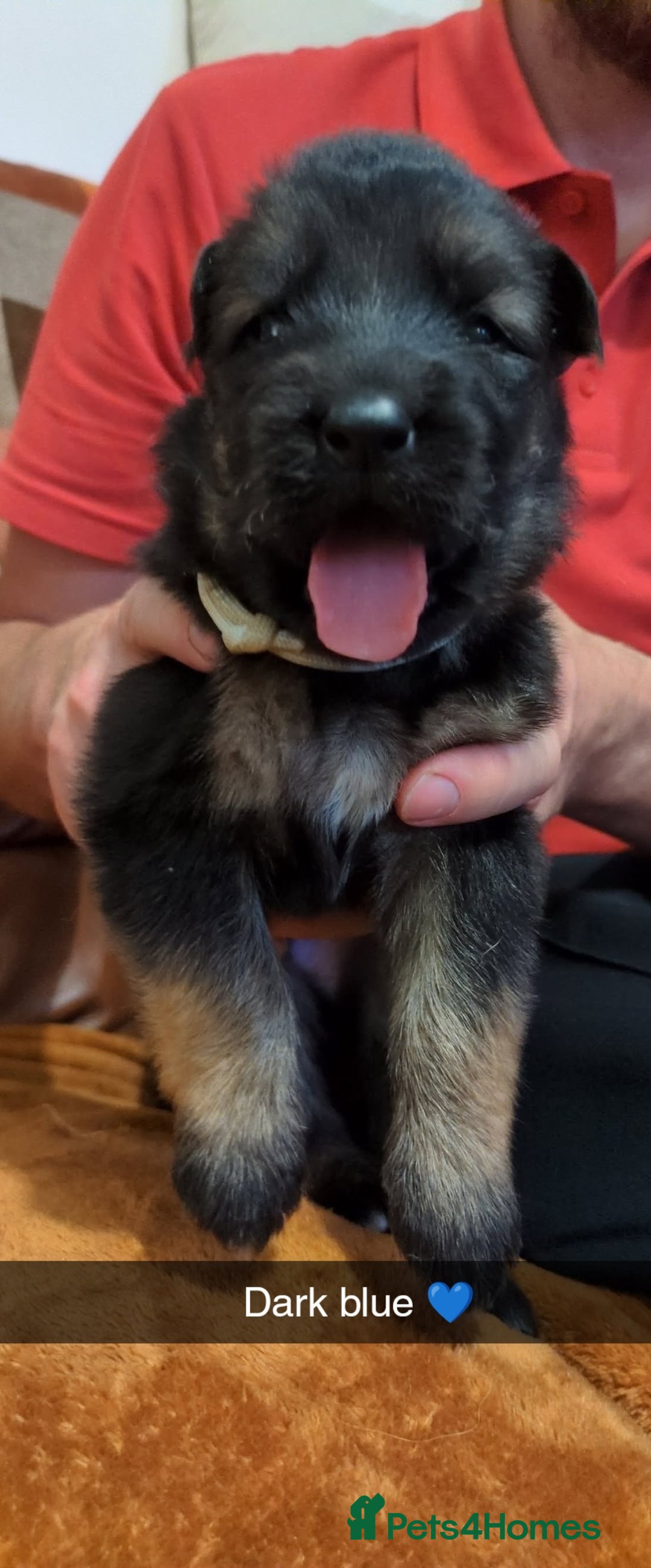 German Shepherd dogs for sale:  Gorgeous German Shepherd Puppies in Doncaster - Image 11