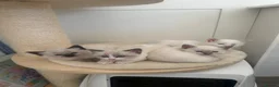Ragdoll cats for sale: Beautiful Ragdoll Siamese Kittens in Aylesford - Advert 1