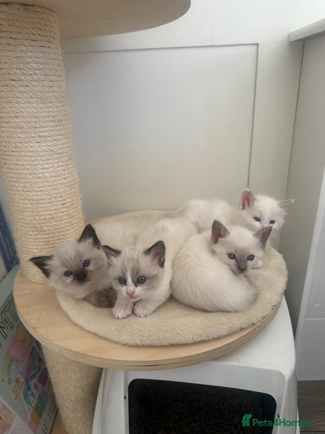 Ragdoll cats for sale: Beautiful Ragdoll Siamese Kittens in Aylesford - Advert 1