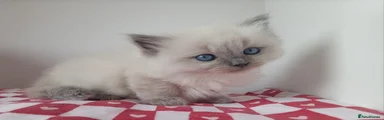 Ragdoll Kitten 2
