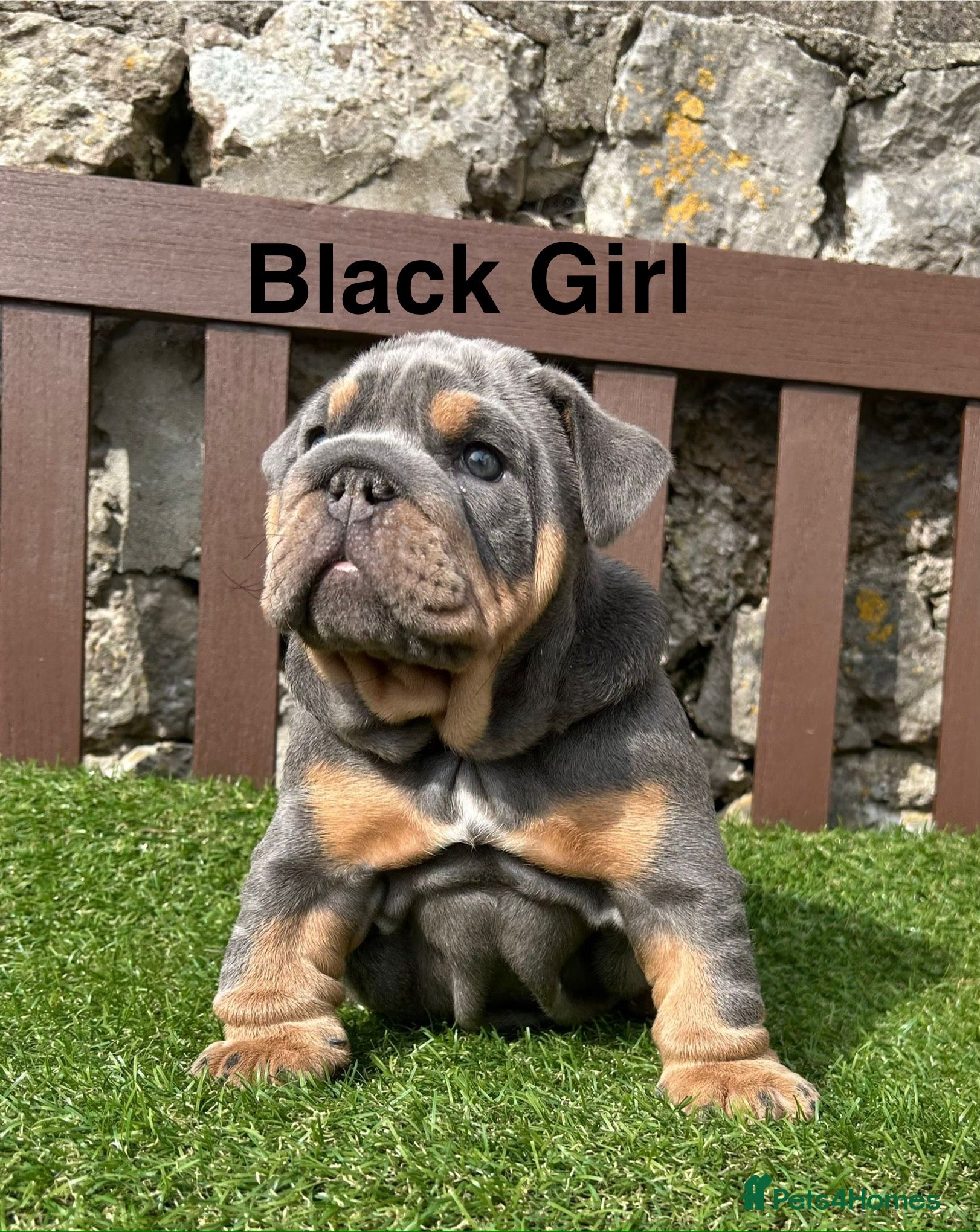 English Bulldog dogs Ready Friday! KC reg English bulldog puppies  - Advert 3