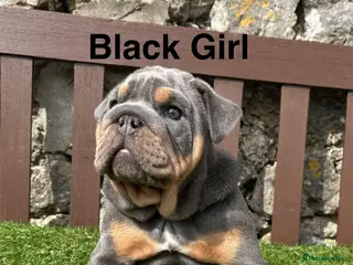 English Bulldog dogs Ready Tomorrow! KC reg English bulldog puppies - Advert 6