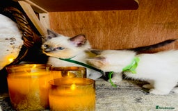 Ragdoll cats for sale: QUALITY GCCF RAGDOLLS KITTENS READY NOW  - Image 11