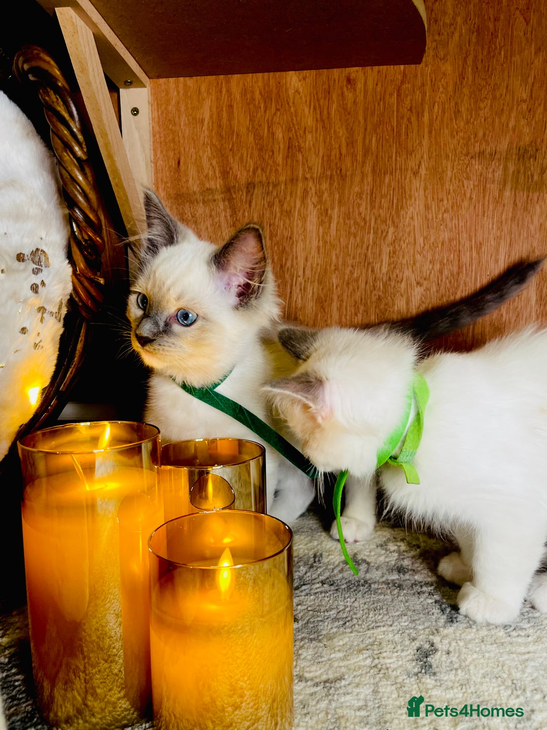 Ragdoll cats for sale: QUALITY GCCF RAGDOLLS KITTENS READY NOW  - Image 11