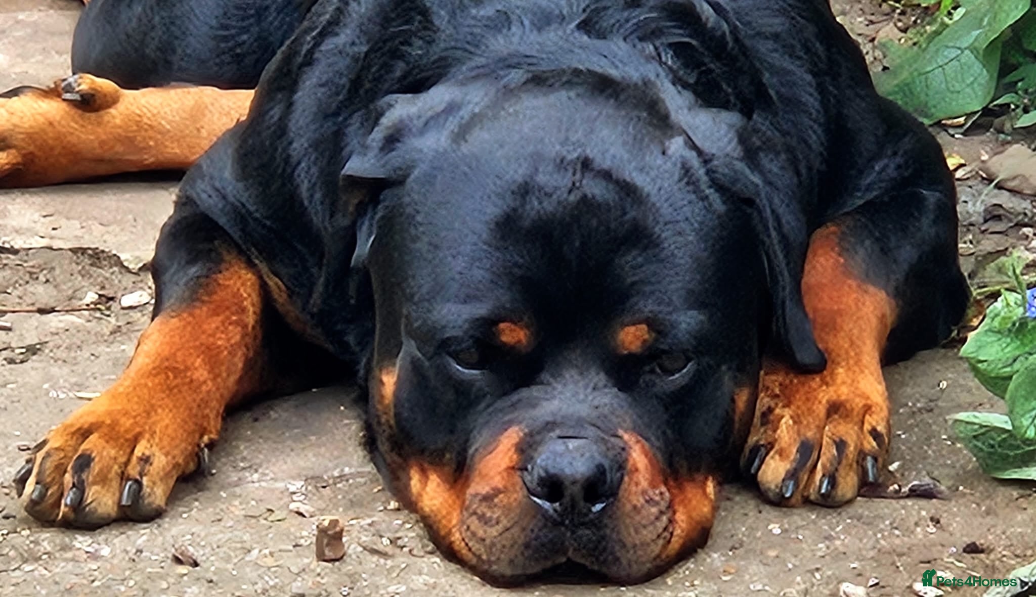 Rottweiler dogs for sale: KC Reg Rottweiler Puppies - Champion Bloodlines - Advert 1