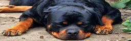 Rottweiler dogs for sale: KC Reg Rottweiler Puppies - Champion Bloodlines - Advert 1