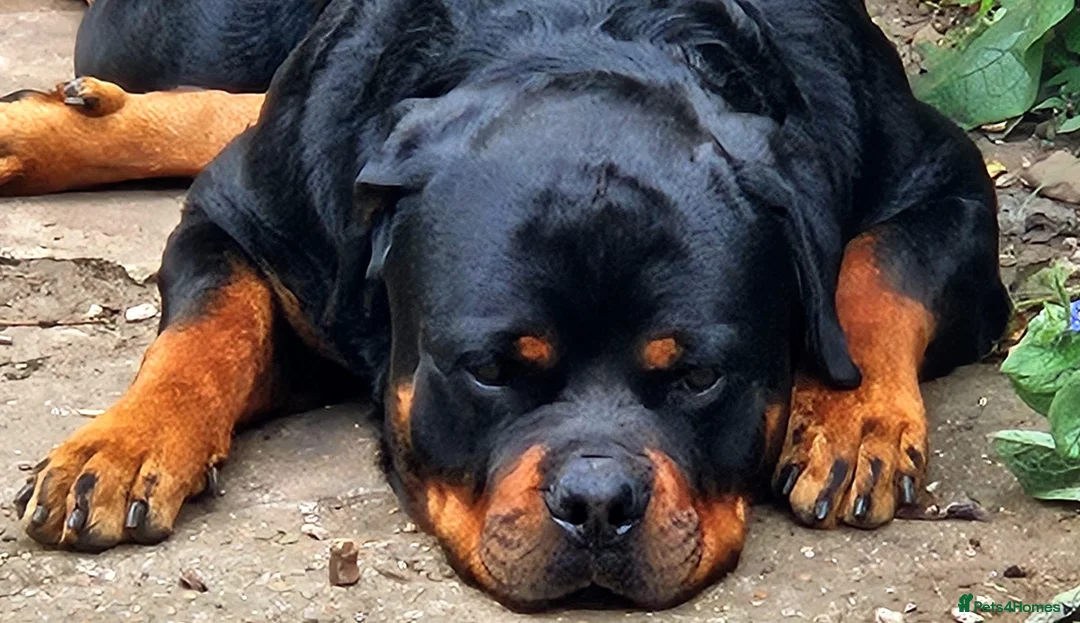 Rottweiler dogs for sale: KC Reg Rottweiler Puppies - Champion Bloodlines - Advert 1