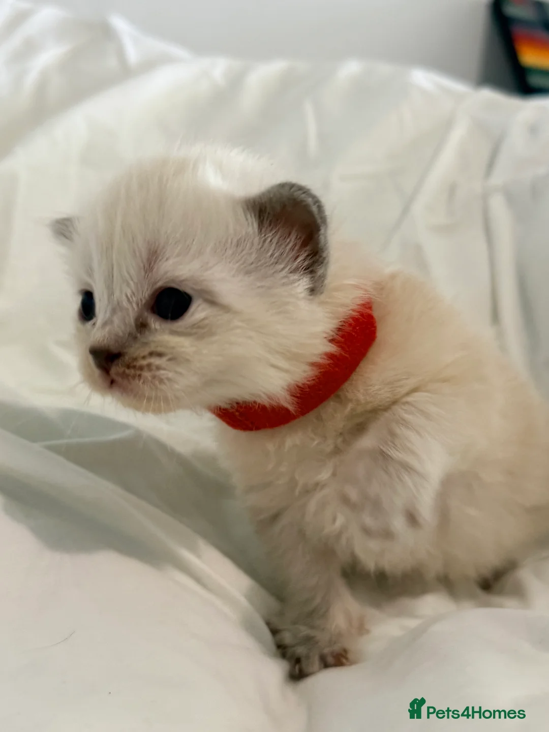 Himalayan cats for sale: Himalayan x Ragdoll babies - Advert 2