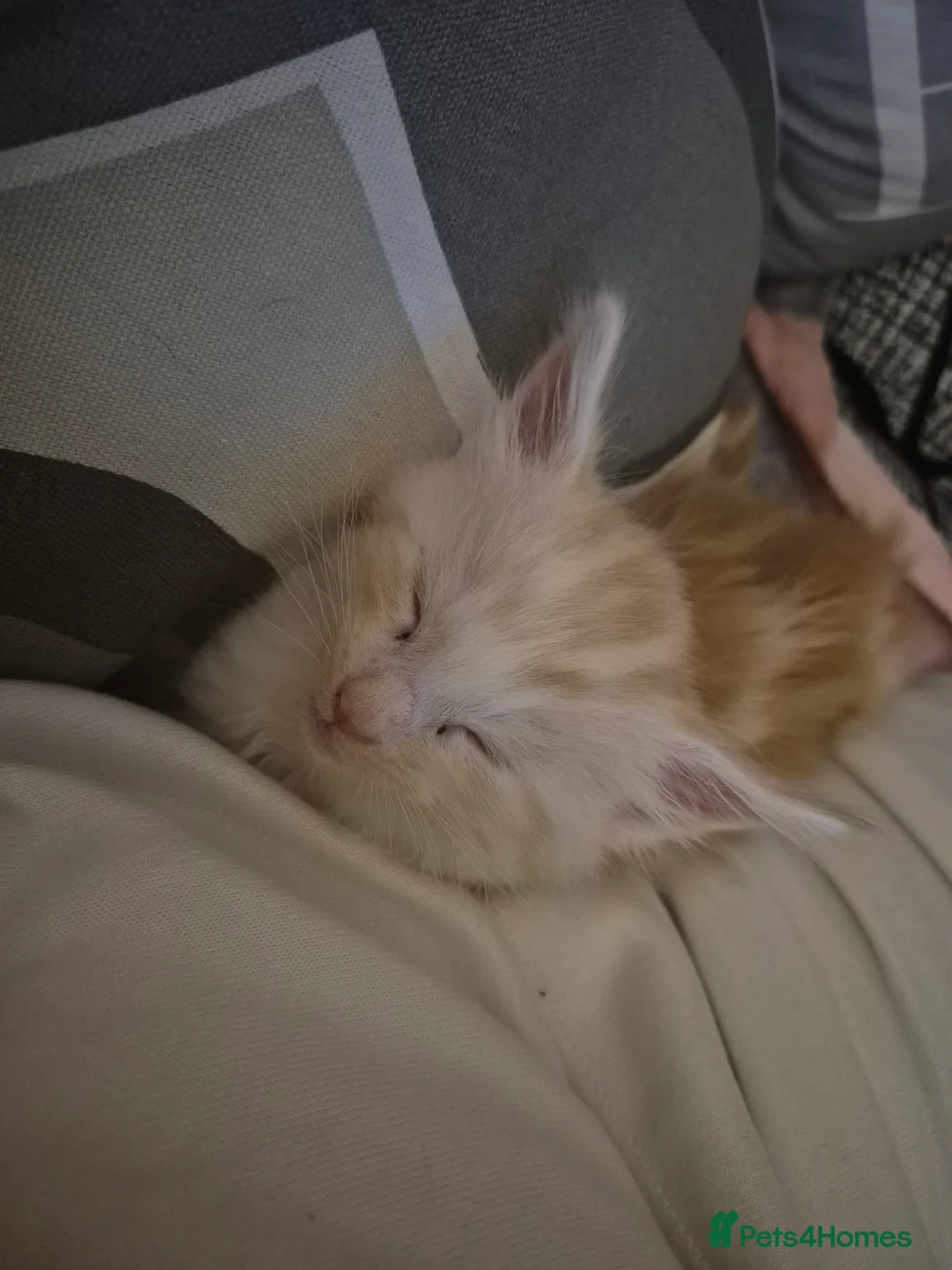 Maine Coon cats for sale: Maine Coon Floof - Advert 5