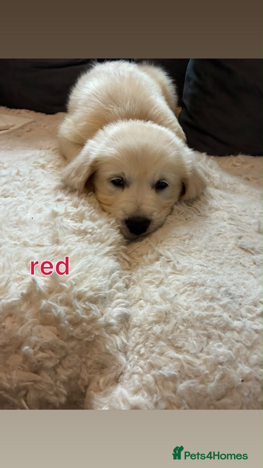 Golden Retriever dogs  golden retriever ready to leave this weekend  - Advert 2