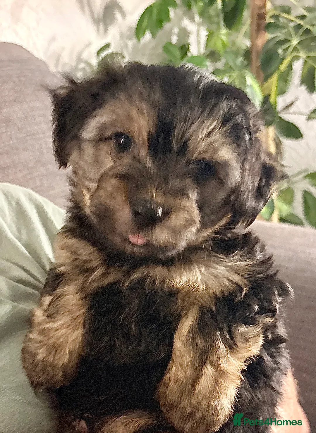Yorkshire Terrier dogs for sale: Yorkshire Terrier Puppies - Advert 2