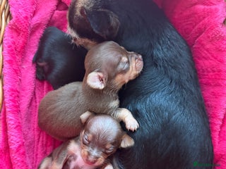 Chihuahua dogs - Advert 31