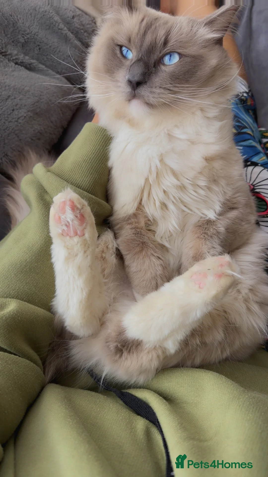 Ragdoll cats for sale: Beautiful 1-Year-Old Male Ragdoll Cat - Advert 4