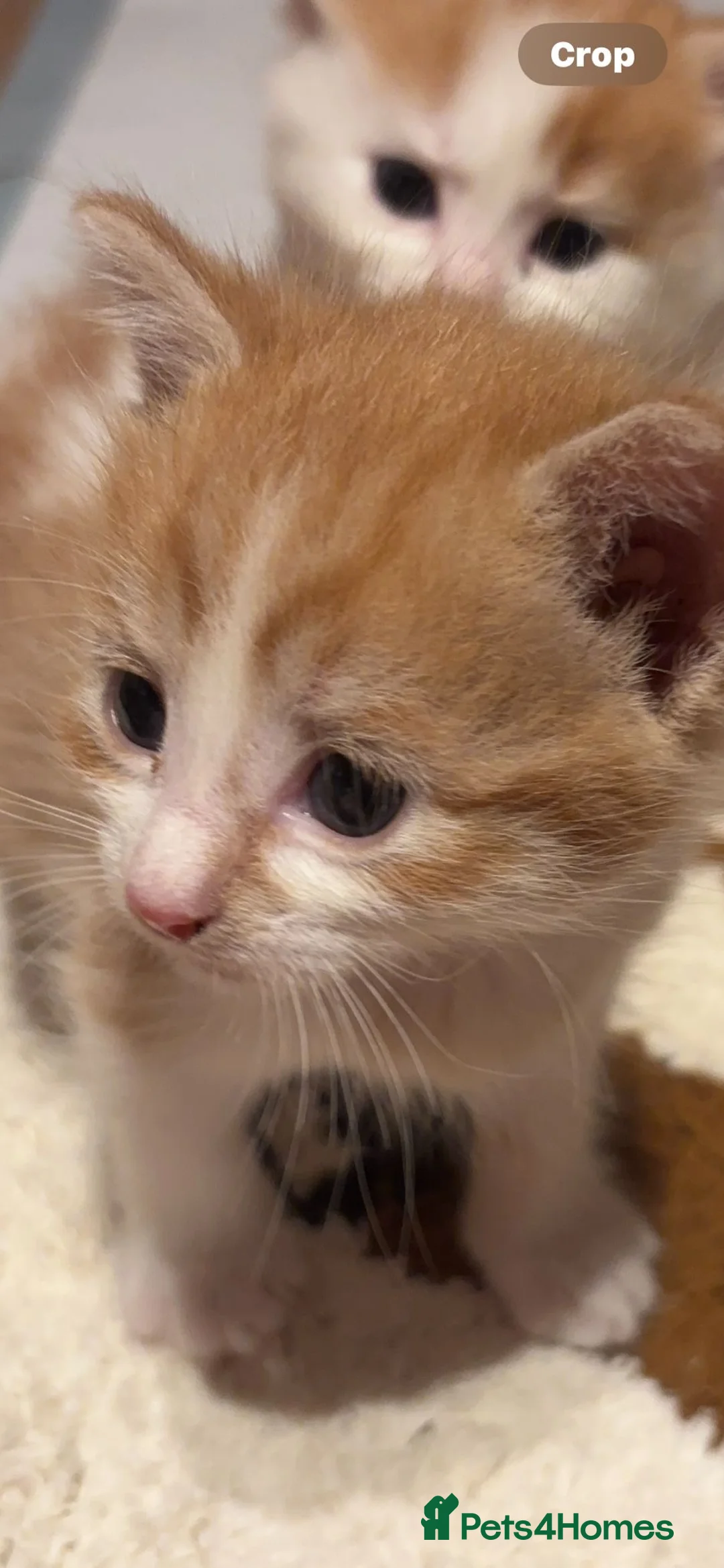 Domestic Shorthair cats for sale: UPDATE 2nd February 1 ginger and white boy left - Advert 23