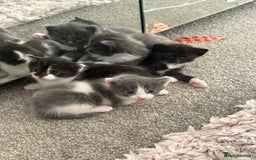 Mixed Breed cats for sale: Beautiful half Maine coon kittens ❤️ - Image 1