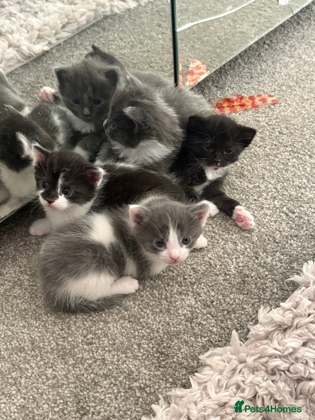 Mixed Breed cats for sale: Beautiful half Maine coon kittens ❤️ - Image 1