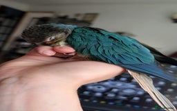 Conures birds for sale: Silly tame Handreared Turquoise Green Cheek Conure - Image 4