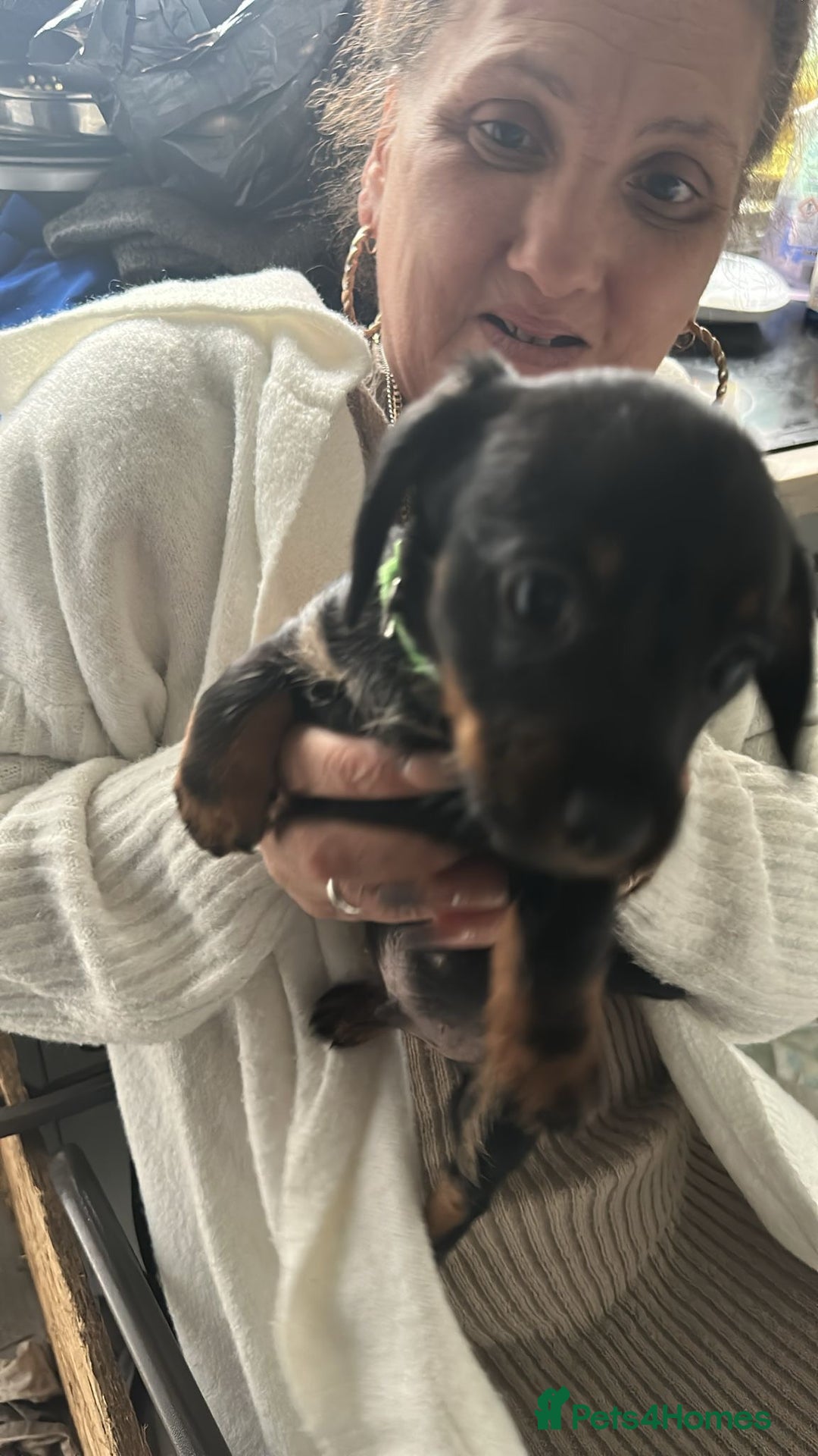 Mixed Breed dogs for sale: Dachshund X Yorkshire Terrier puppies  - Advert 6