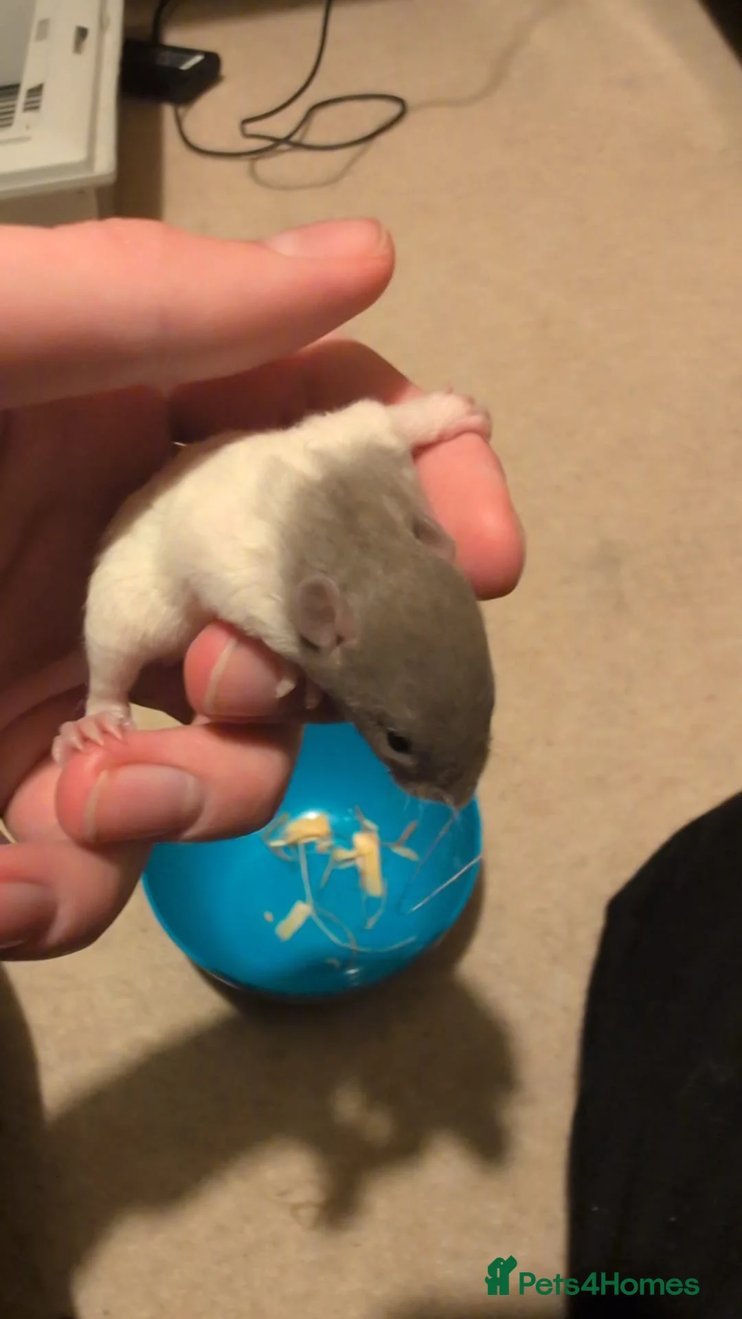 Rat rodents for sale: Multiple different Breeds, hand tame rats - Advert 9