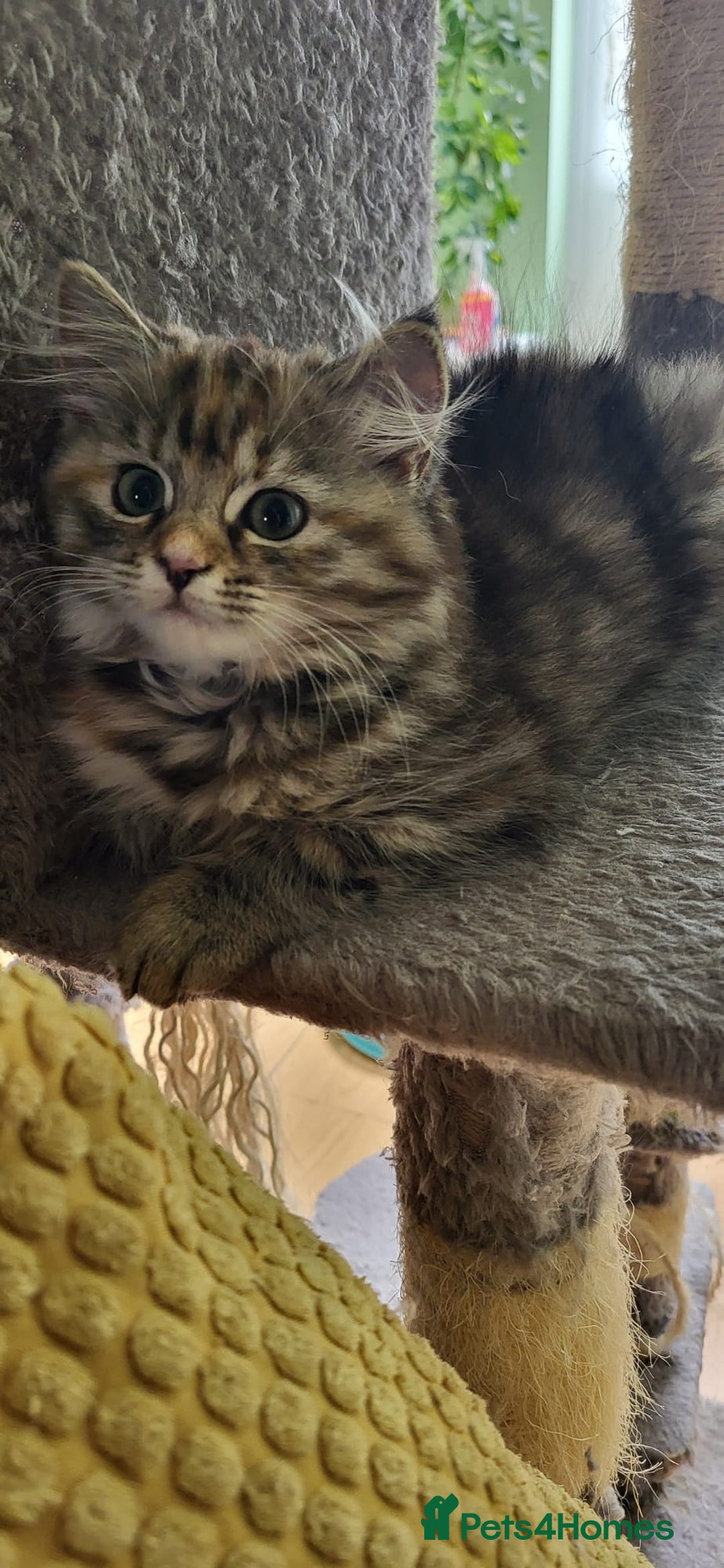 Siberian cats for sale: Beautiful Siberian kittens  - Image 12